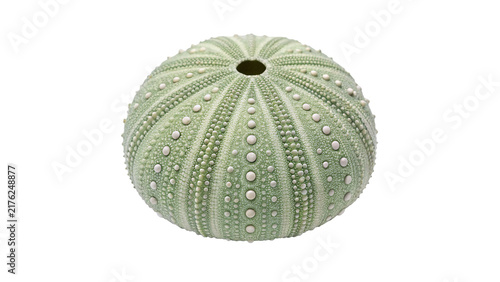 Green sea urchin shell skeleton isolated on transparent background organic marine biology texture element