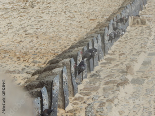 фотографія Pigeon posé sur les remparts historiques de Saint-Malo en Bretagne