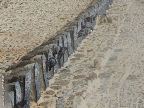 Foto Pigeon posé sur les remparts historiques de Saint-Malo en Bretagne