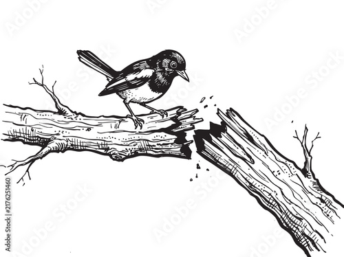 Foto Vintage Woodcut Sparrow On Broken Branch