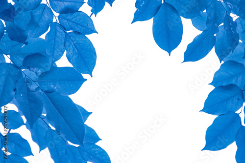 Blue leaves frame background with copy space isolated on white background, blue leaf branch border PNG cut out for design element, graphic template