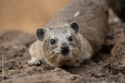 Rock Hyrax