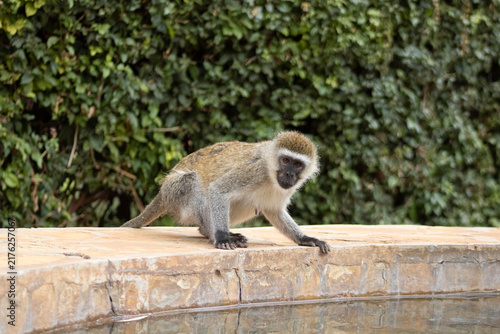 vervet monkey looking