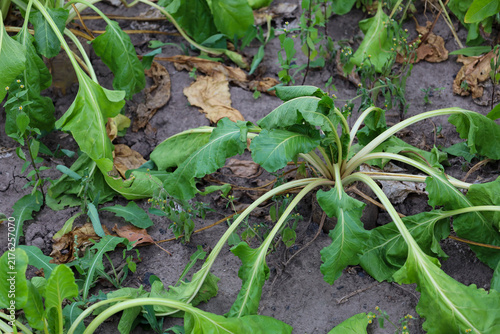Obraz na plátne Green sugar beet tops grow on dry open garden soil