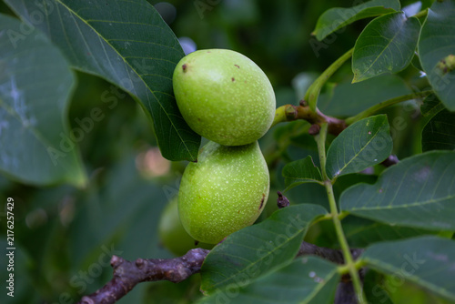 Quadro su tela Two green walnuts mature on a branch amidst dense foliage in a garden