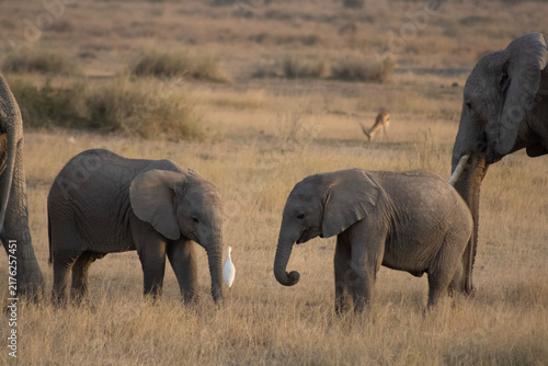 Photography baby elephants in Kenya savannah