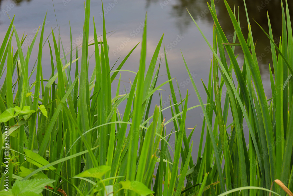 Fototapeta premium Dense green stems and narrow leaves of coastal reeds grow along a quiet body of water. In the background, a mirror-like water surface displays soft reflections of the sky and trees.