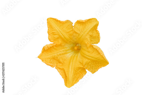 Yellow pumpkin flower isolated on transparent background. blossom for graphic design and botanical concept.