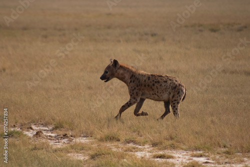 Obraz na plátně hyena in the savannah