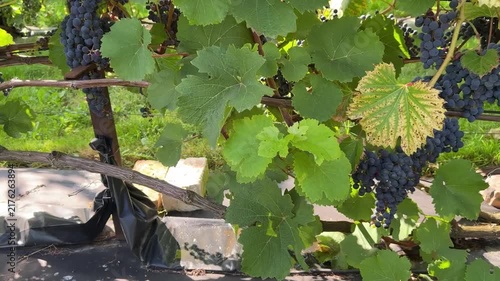 Black Grapes Bunches Riping On Vine In Vineyard Video