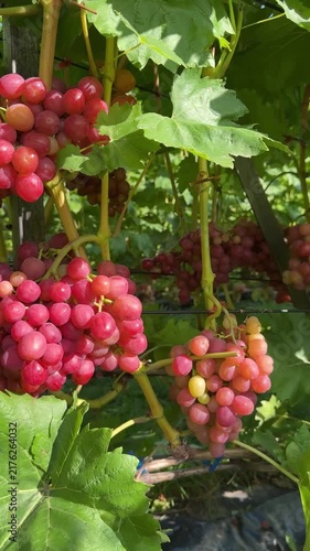 Pink Grapes Bunches Hanging On Vine In Vineyard Video
