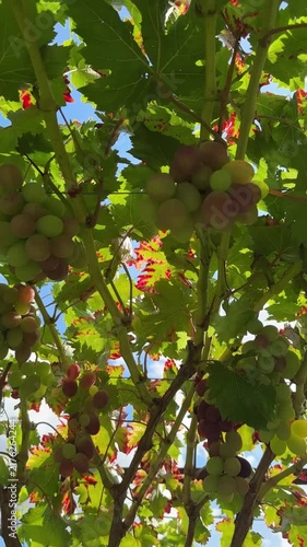Green And Pink Grapes Bunches Hanging On Vine Video