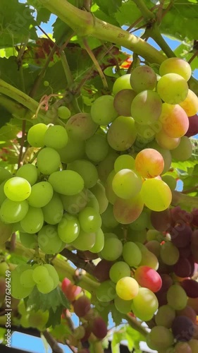 Green and Red Grapes Clusters Hanging on Vine Under Sky Video