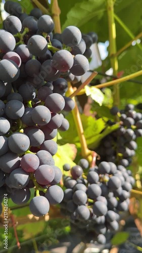 Ripe Blue Grapes Clusters Hanging On Vine Video