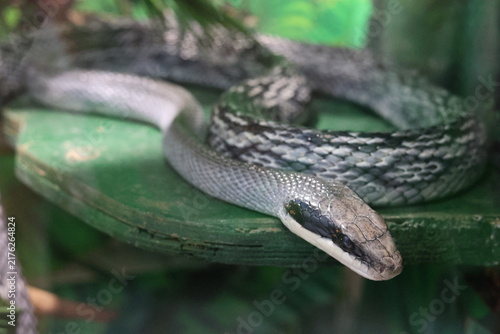 Canvas Print Japanese rat snake resting on green platform in terrarium, elegant reptile and w