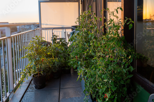 Fotografie Tomato and vegetable plants grow in pots on a high rise city balcony overlooking the skyline at sunset a green example of urban gardening homegrown food and eco friendly city living