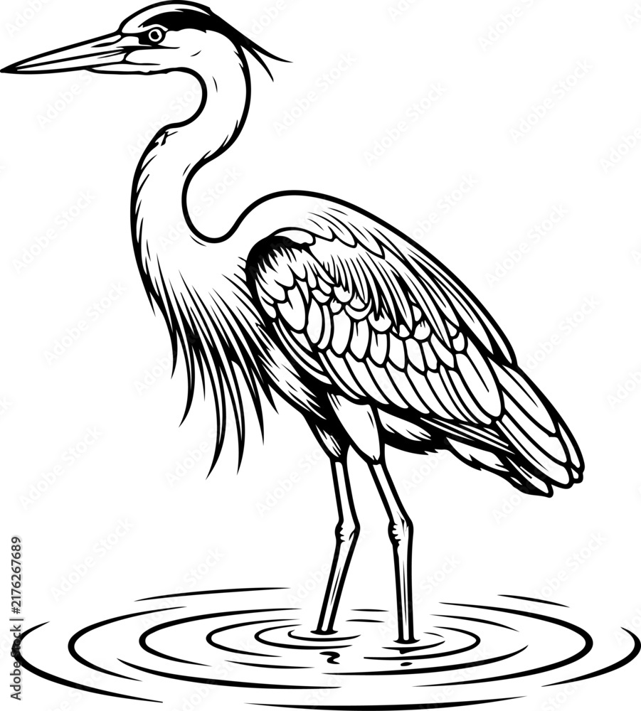 Fototapeta premium Great blue heron standing in water Vector illustration