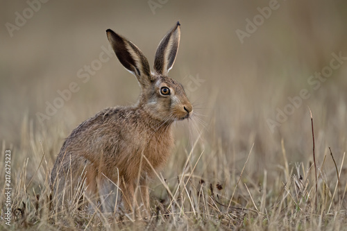 Brown Hare (Lepus europaeus) in farmland at dusk