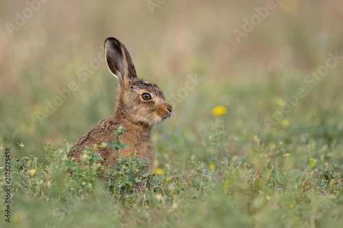 Brown Hare Leveret (Lepus europaeus) in wild field border