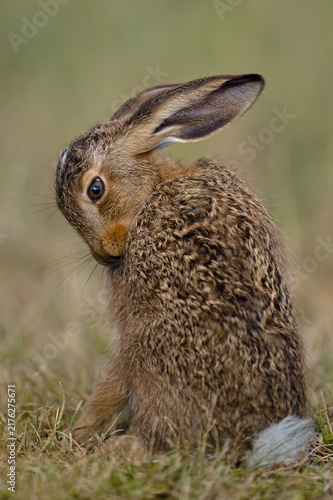 Brown Hare (Lepus europaeus) grooming in farmland at dusk