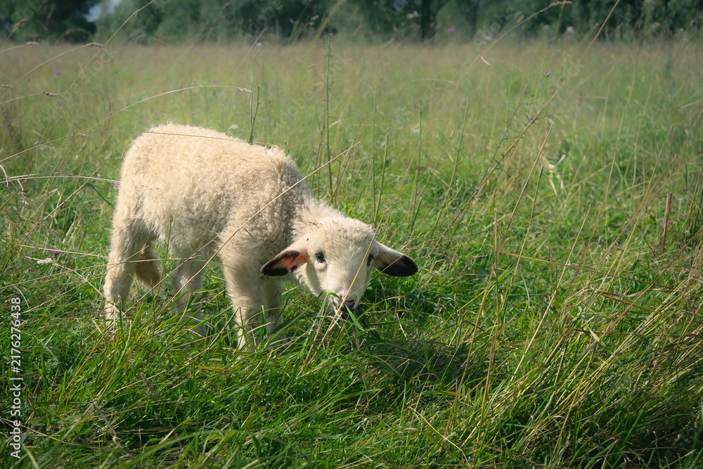 Fototapeta premium Adorable Lamb Grazing Green Pasture Farm in Parnu Estonia Countryside