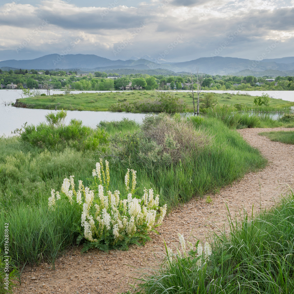 Obraz premium walking trail and wildflowers on a lake shore - Boedecker Bluff Natural Area in Loveland Colorado