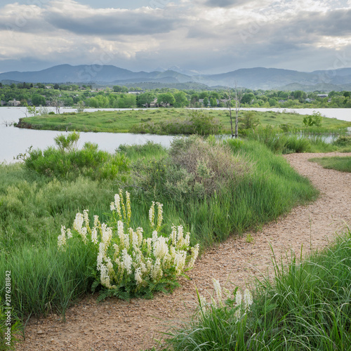 walking trail and wildflowers on a lake shore - Boedecker Bluff Natural Area in Loveland Colorado