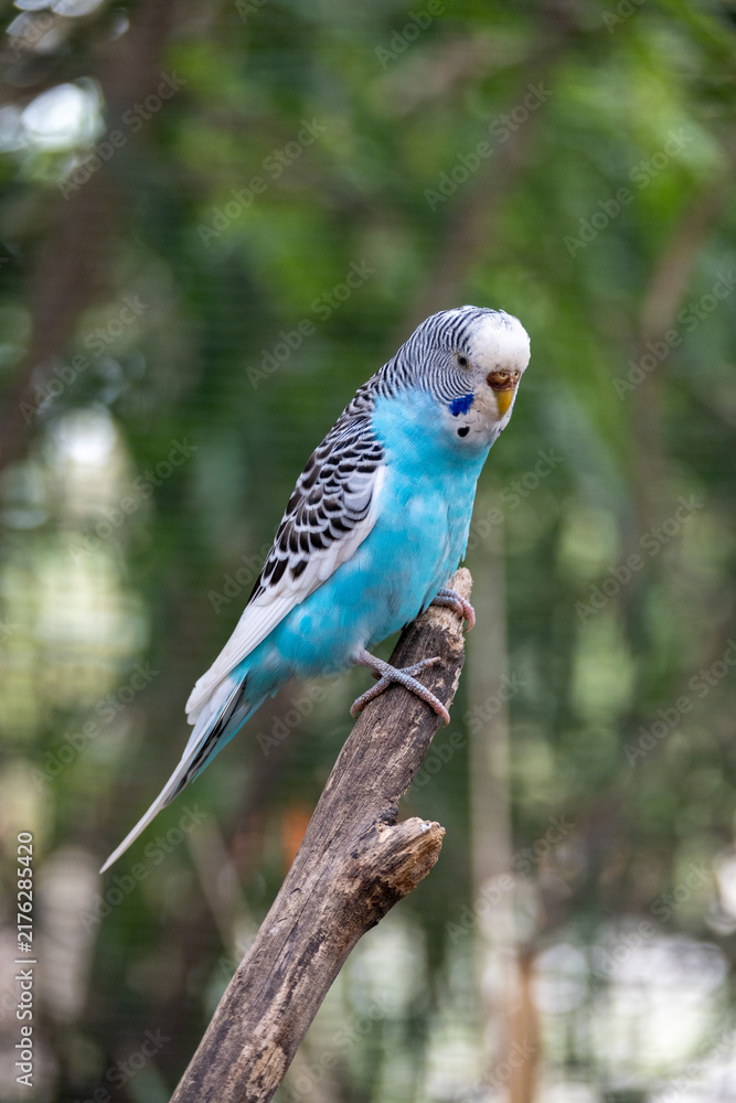 Fototapeta premium Close-up shot of a stunning blue and white budgerigar perching peacefully on a rustic branch. This beautiful parakeet displays its bright plumage in a natural habitat setting at Africam Safari wildlif