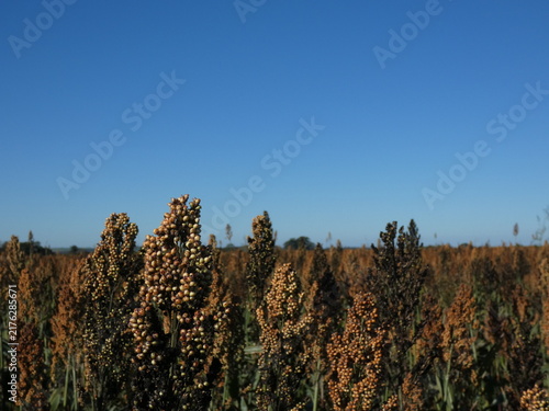 Cuadro en lienzo close up Sorghum Crop Against Blue Sky in Paraguay