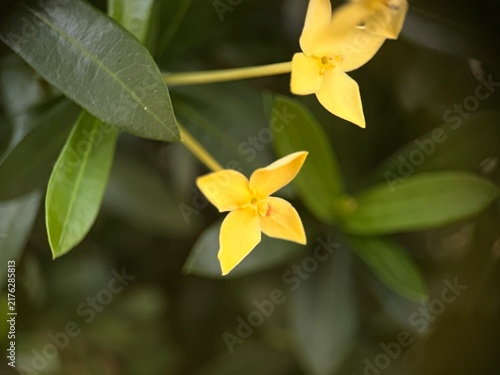 Canvas Print A yellow-flowering Ixora plant, commonly known as a jungle flame or West Indian jasmine