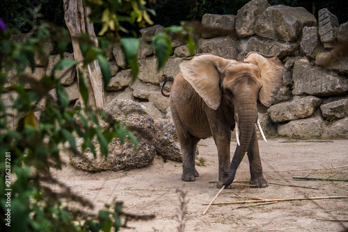 Photography An elephant in the zoo of Schonbrunn.