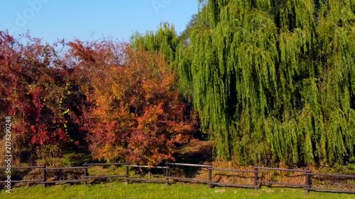 Large weeping willow surrounded by colorful autumn trees in peaceful park. Green and orange foliage creates natural seasonal contrast in scenic fall landscape.