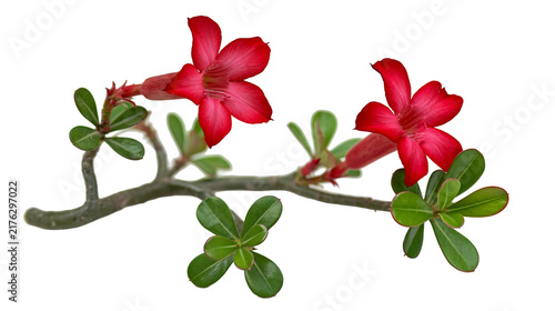Vibrant red Adenium obesum desert rose flowers on a woody stem with green leaves