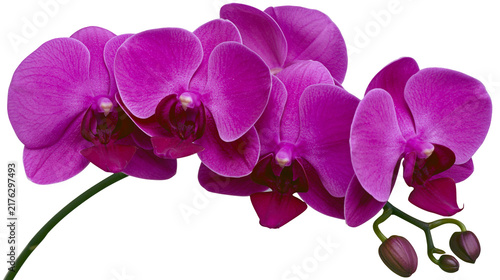 Vibrant deep purple Phalaenopsis orchid flowers with blooming buds on a stem