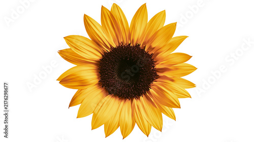 Obraz na plátně Vibrant yellow sunflower head with dark brown center and pointed petals
