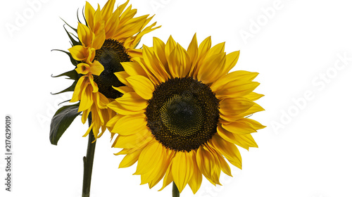 Two vibrant yellow sunflowers with dark brown centers and green stems