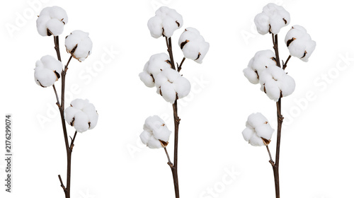 Fotografía Three natural cotton plant stems with fluffy white bolls and brown woody branche