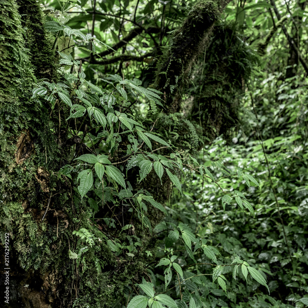 Naklejka premium Dense virunga rainforest vegetation covering ancient tree trunks