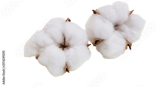 Obraz na płótnie Two fluffy white cotton bolls with brown dried husks