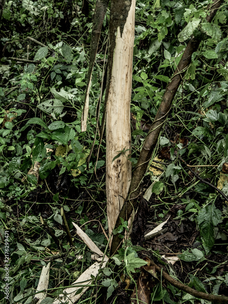 Naklejka premium Tree bark stripped in virunga jungle forest