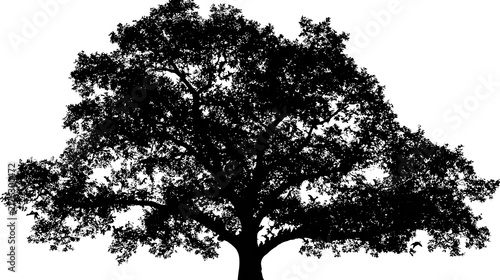 Large spreading oak tree silhouette with dense foliage and thick trunk