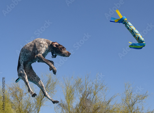 Принти на полотні German short hair pointer dog hunched in the air to catch a toy