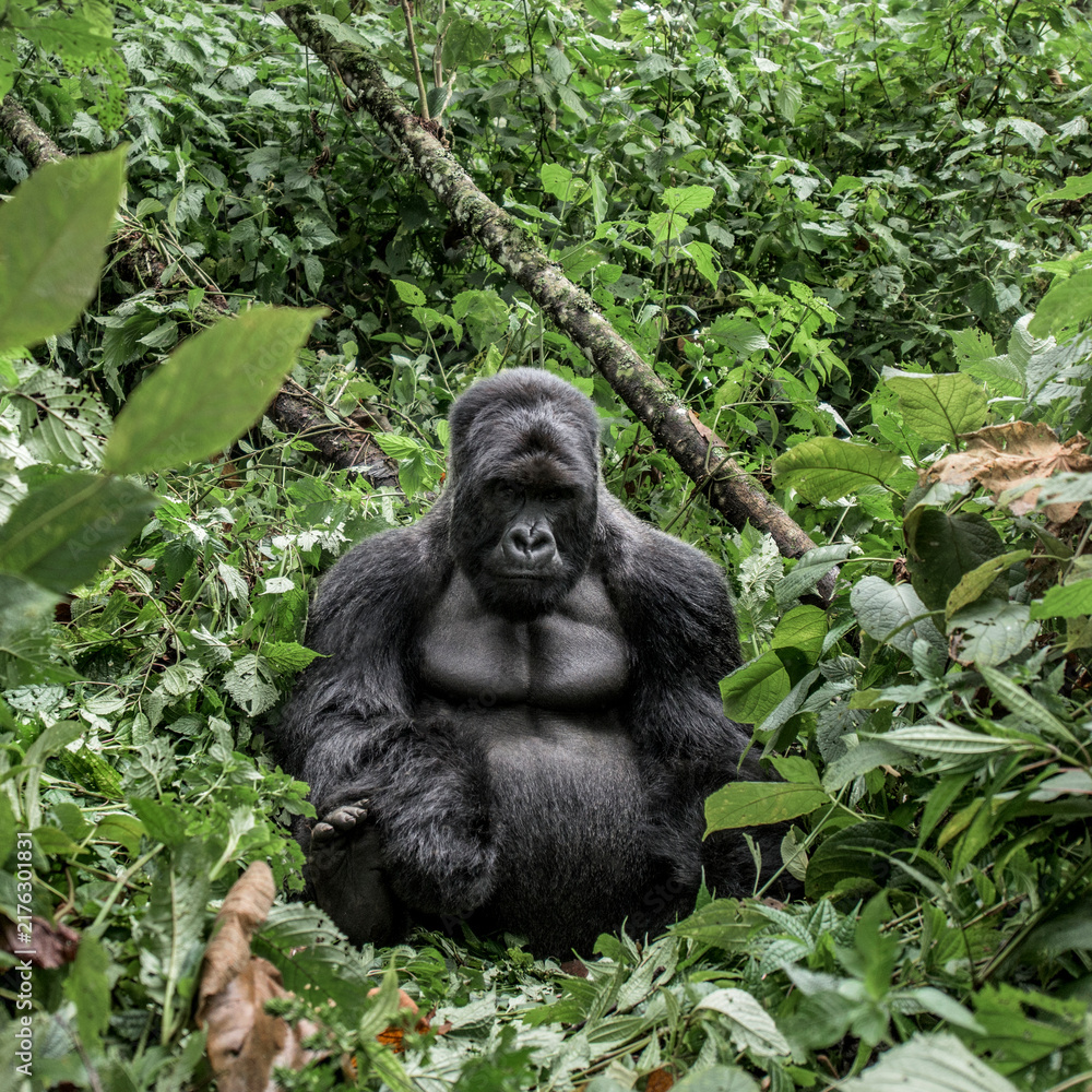 Naklejka premium Mountain gorilla silverback resting in virunga forest
