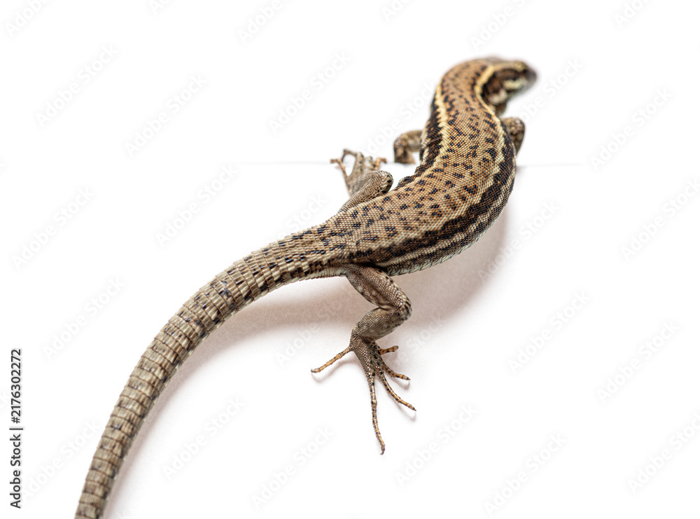 Naklejka premium Common wall lizard crawling on a white background