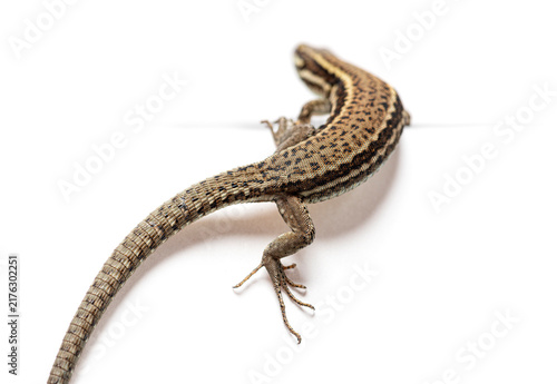 Bild auf Leinwand European wall lizard podarcis muralis crawling on white surface