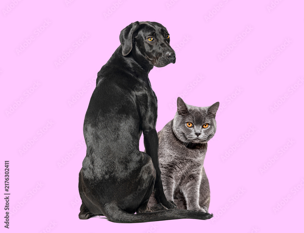 Fototapeta premium Black labrador dog and british shorthair cat sitting together