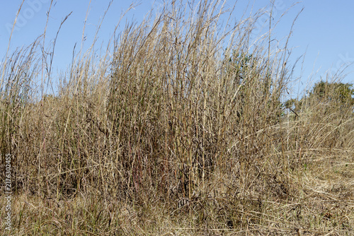 Tall Dry Grass Growing in an Open Field in the Savannas of Brazil that can cause a Fire Hazard