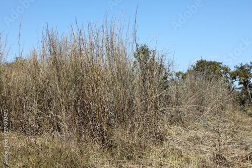 Tall Dry Grass Growing in an Open Field in the Savannas of Brazil that can cause a Fire Hazard