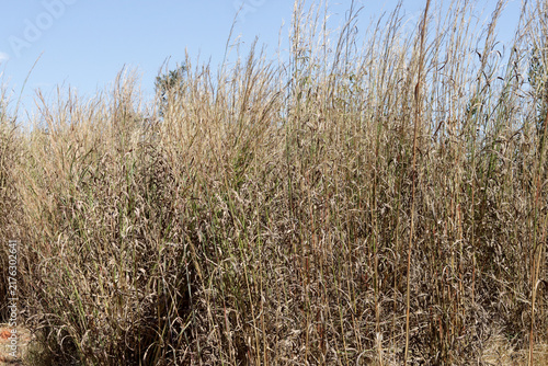 Tall Dry Grass Growing in an Open Field in the Savannas of Brazil that can cause a Fire Hazard