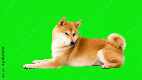 Shiba Inu dog lying down and looking around on a green screen chroma key background